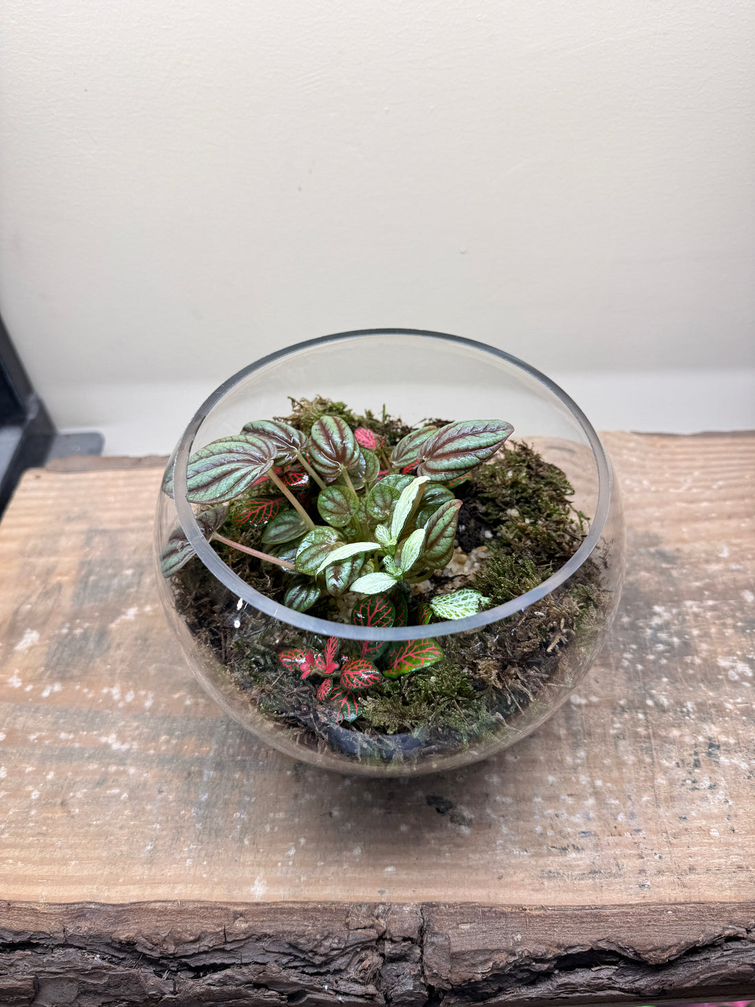 Rosy Dewdrop Closed Terrarium - Mini Ecosystem