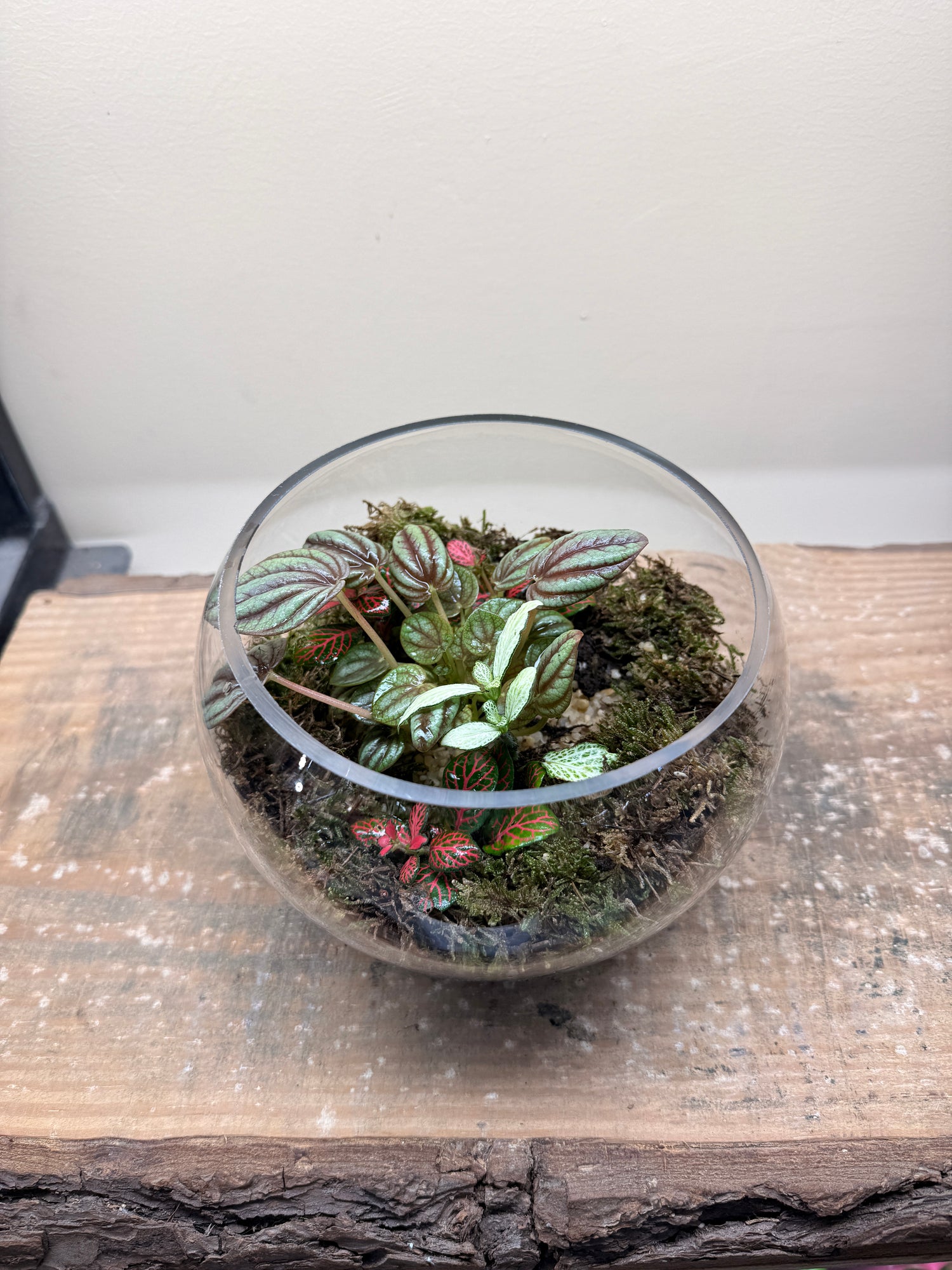 Rosy Dewdrop Closed Terrarium - Mini Ecosystem 25x18cm