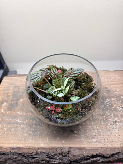 Rosy Dewdrop Closed Terrarium - Mini Ecosystem 25x18cm