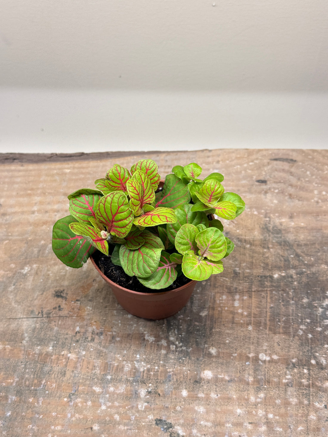 Fittonia Yellow Green Nerve Mosaic Plant Exotic Mini Indoor Plant