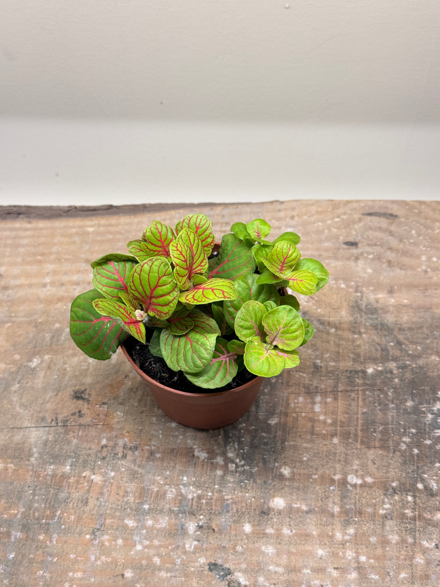 Fittonia Yellow Green Nerve Mosaic Plant Exotic Mini Indoor Plant