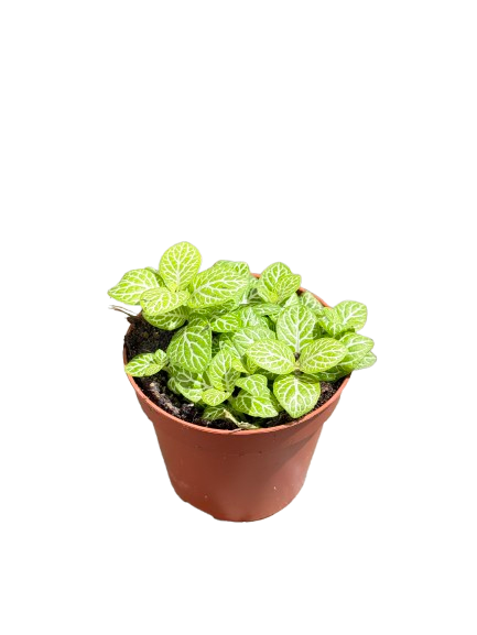 Fittonia Light Green White Nerve Plant Exotic Mini Indoor Plant