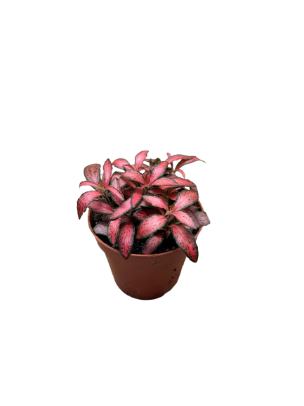 Fittonia Red Nerve Mosaic Plant Exotic Mini Indoor Plant