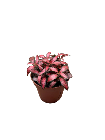 Fittonia Red Nerve Mosaic Plant Exotic Mini Indoor Plant
