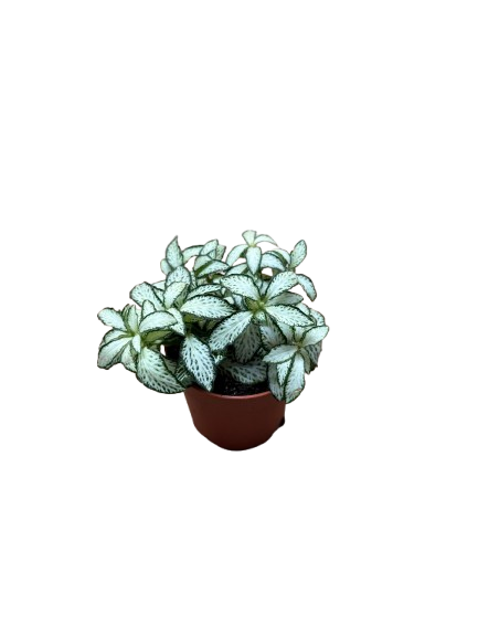 Fittonia White Green Nerve Plant Exotic Mini Indoor Plant