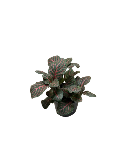 Fittonia Red &amp; Lime Green Vein Nerve Plant – Tropical Indoor Plant for Terrariums
