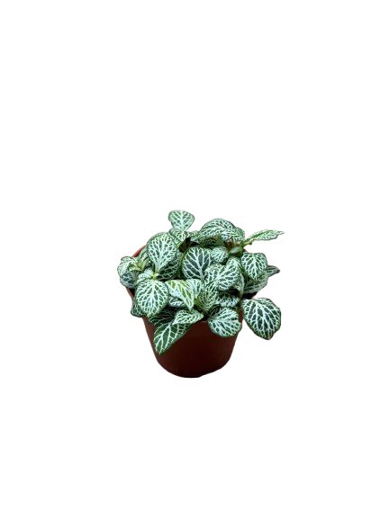 Fittonia Green Nerve Plant Exotic Mini Indoor Plant