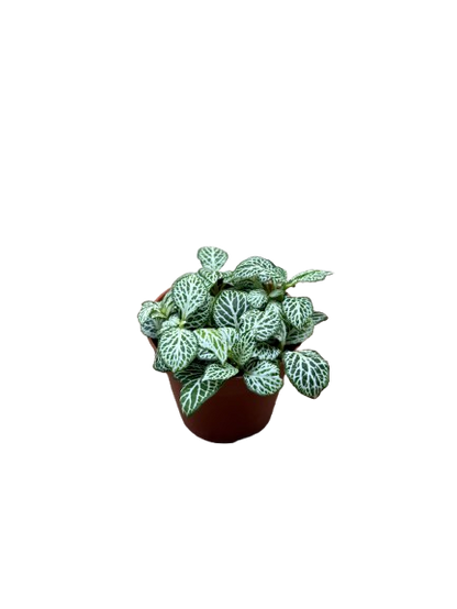 Fittonia Green Nerve Plant Exotic Mini Indoor Plant