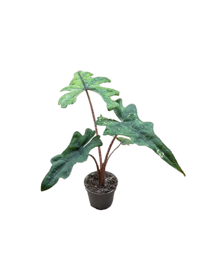 Alocasia ‘Jacklyn’ (Alocasia tandurusa) – Rare Exotic Tropical Houseplant -15cm