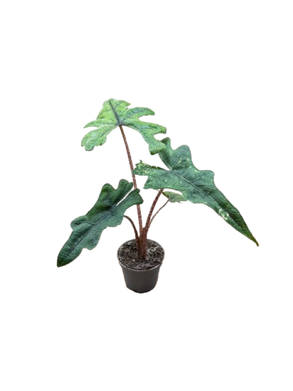 Alocasia ‘Jacklyn’ (Alocasia tandurusa) – Rare Exotic Tropical Houseplant -15cm