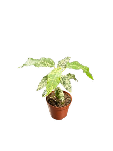 Variegated Snowflake Foliage Plant – Rare White Splash Tropical Foliage Plant