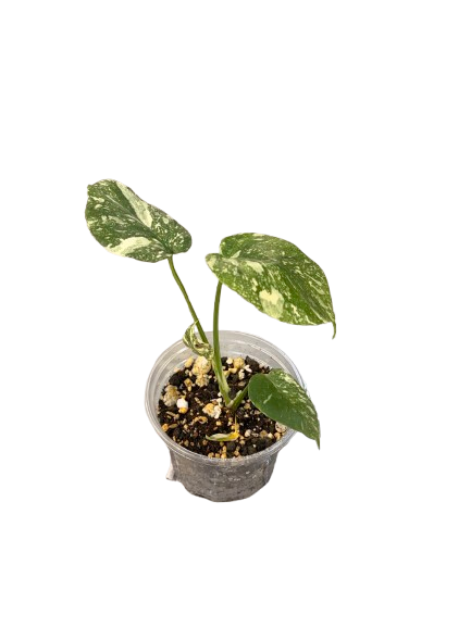 Monstera Thai Standleyana Albo Variegata – Rare Variegated Climbing Aroid Plant