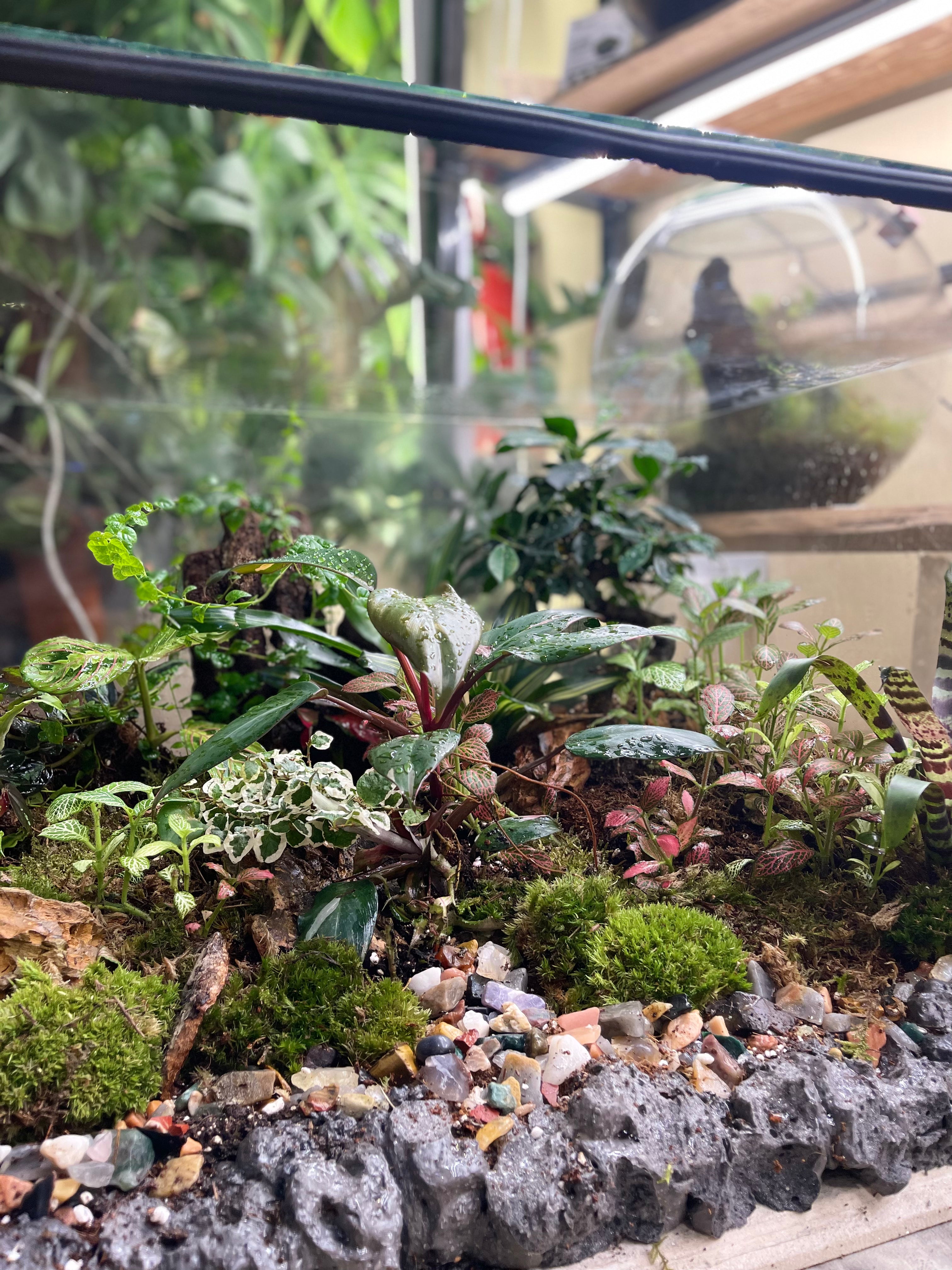 Living Terrarium Coffee Table – Self-Sustaining Green Ecosystem