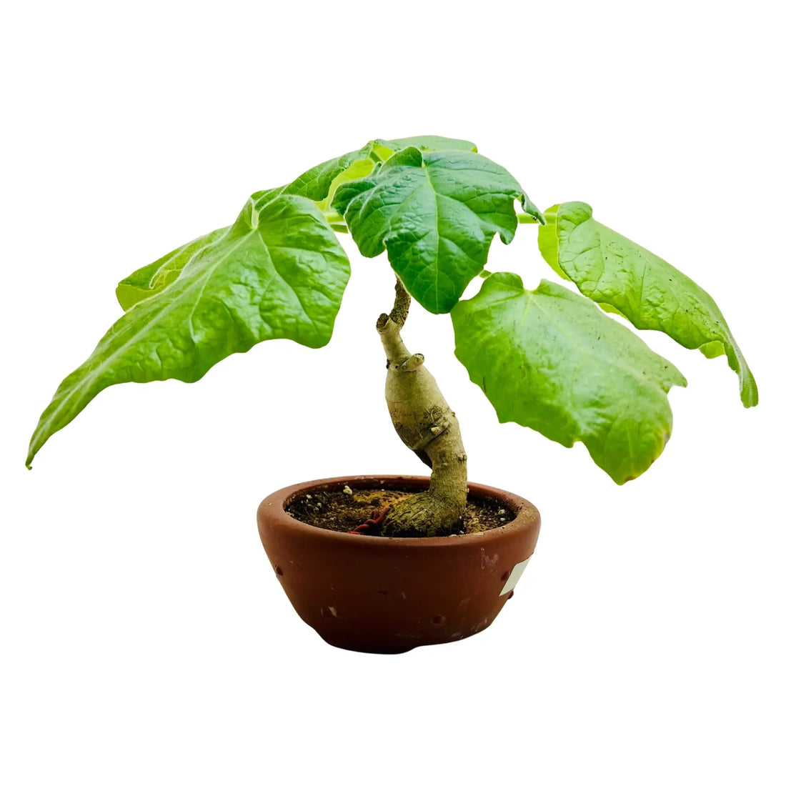 Jatropha Podagrica |Bottle Plant | Buddha Belly Rare Exotic Indoor Plant