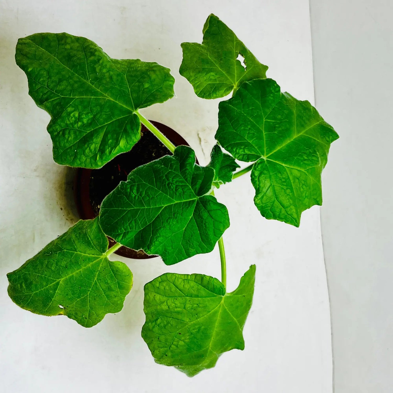 Jatropha Podagrica |Bottle Plant | Buddha Belly Rare Exotic Indoor Plant
