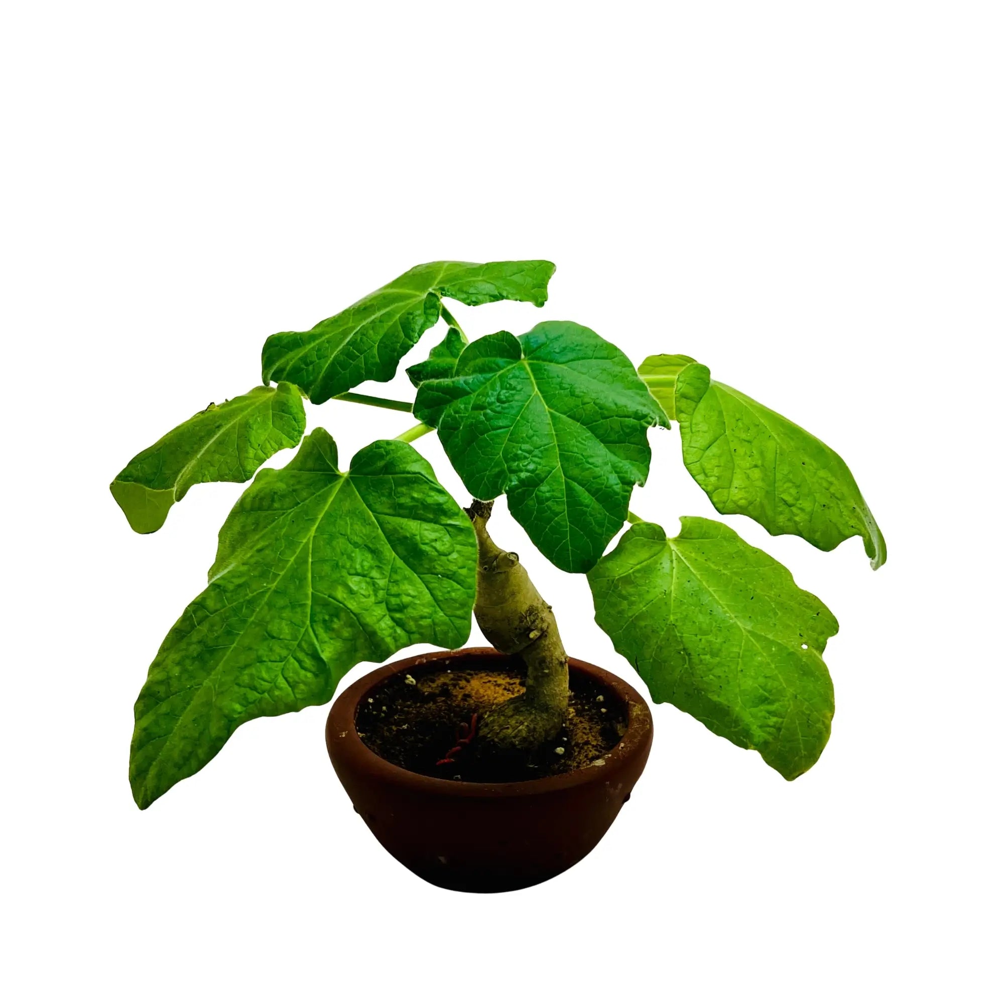 Jatropha Podagrica |Bottle Plant | Buddha Belly Rare Exotic Indoor Plant