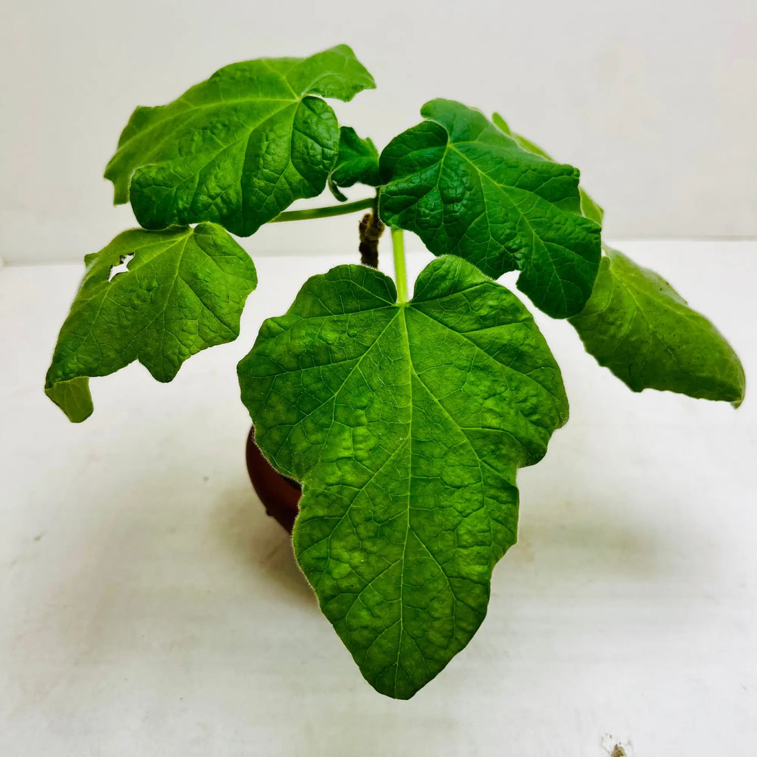 Jatropha Podagrica |Bottle Plant | Buddha Belly Rare Exotic Indoor Plant