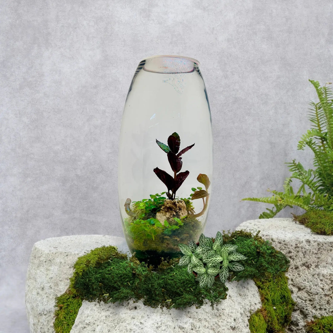 Jewel Orchid Terrarium in Dubai