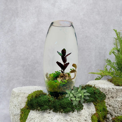 Jewel Orchid Terrarium in Dubai