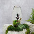 Jewel Orchid Terrarium in Dubai