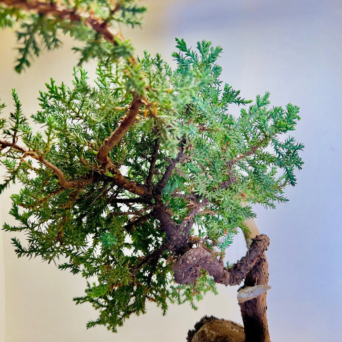 20 Year Old Juniper Bonsai Tree | Classic Living Gift &amp; Home Decor