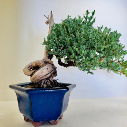 20 Year Old Juniper Bonsai Tree | Classic Living Gift &amp; Home Decor