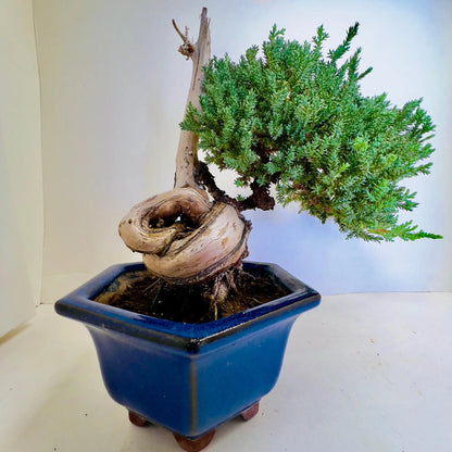 20 Year Old Juniper Bonsai Tree | Classic Living Gift &amp; Home Decor