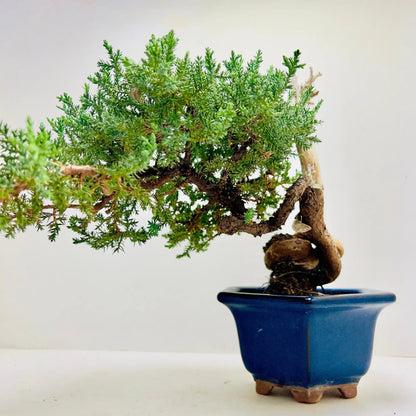 20 Year Old Juniper Bonsai Tree | Classic Living Gift &amp; Home Decor