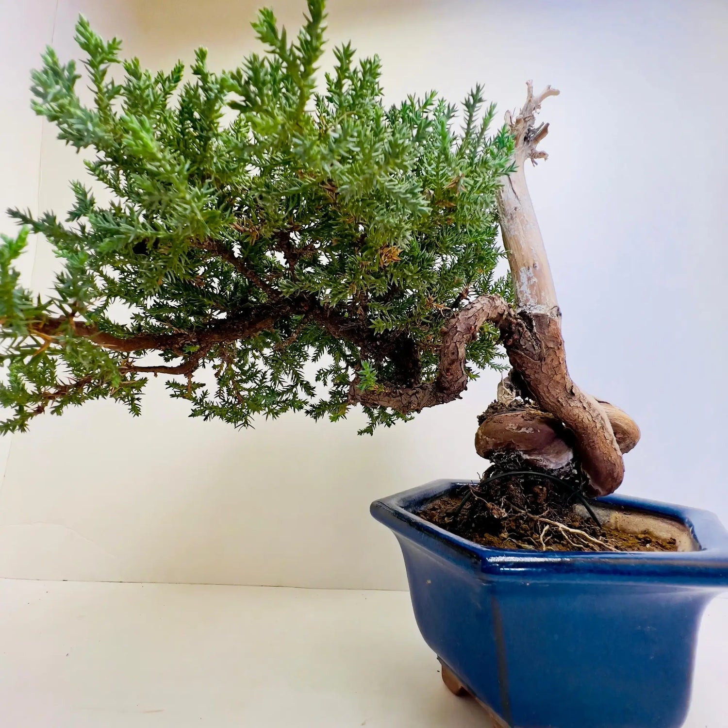 20 Year Old Juniper Bonsai Tree | Classic Living Gift &amp; Home Decor