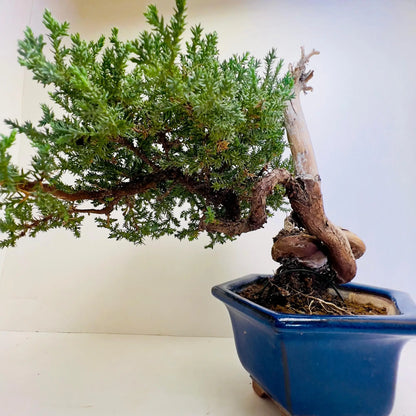 20 Year Old Juniper Bonsai Tree | Classic Living Gift &amp; Home Decor