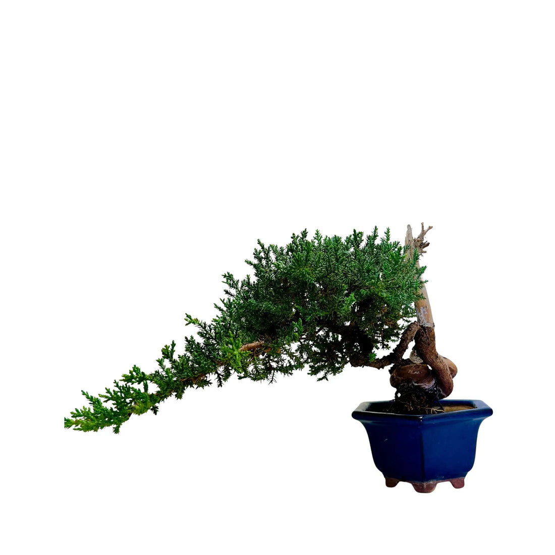 20 Year Old Juniper Bonsai Tree | Classic Living Gift &amp; Home Decor