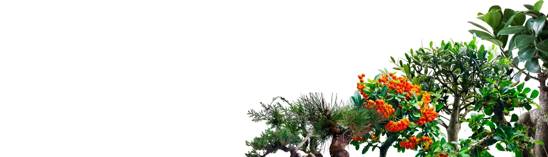 Largest Rare Old Exotic Indoor Bonsai Trees Collection Dubai UAE