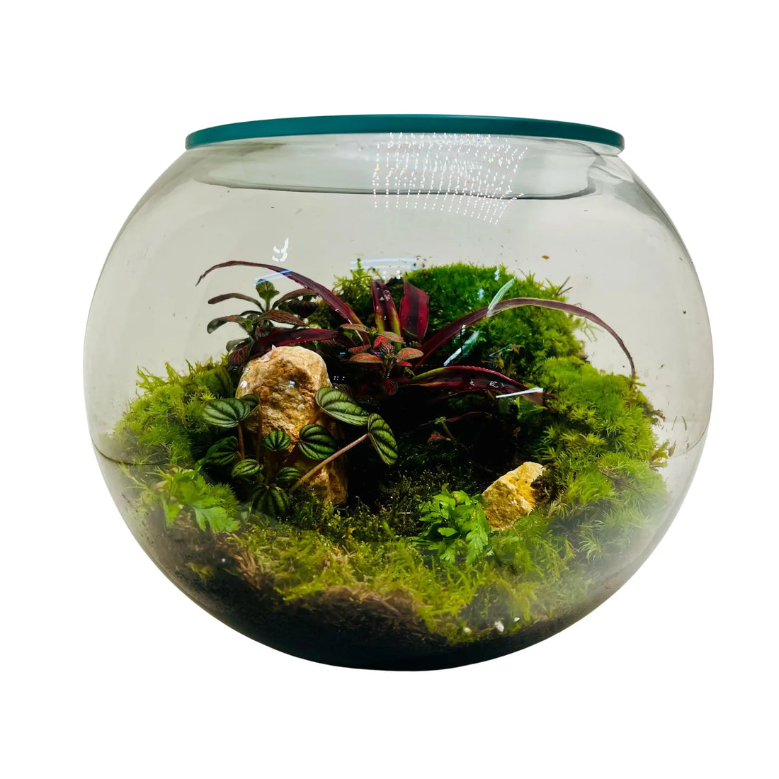 Living Miniature Garden Terrarium Closed Terrarium Perfect Living ECO System Gift