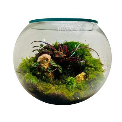 Living Miniature Garden Terrarium Closed Terrarium Perfect Living ECO System Gift