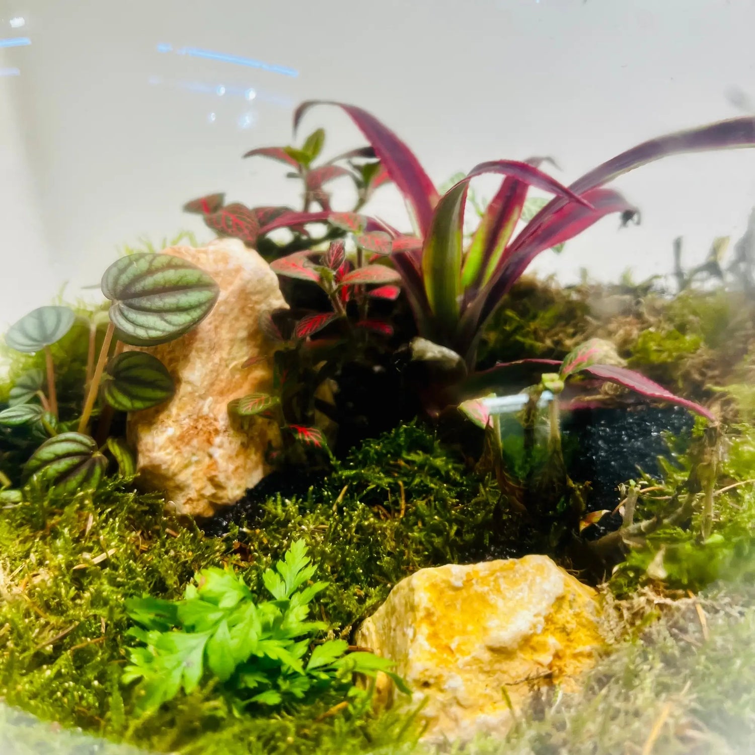 Living Miniature Garden Terrarium Closed Terrarium Perfect Living ECO System Gift