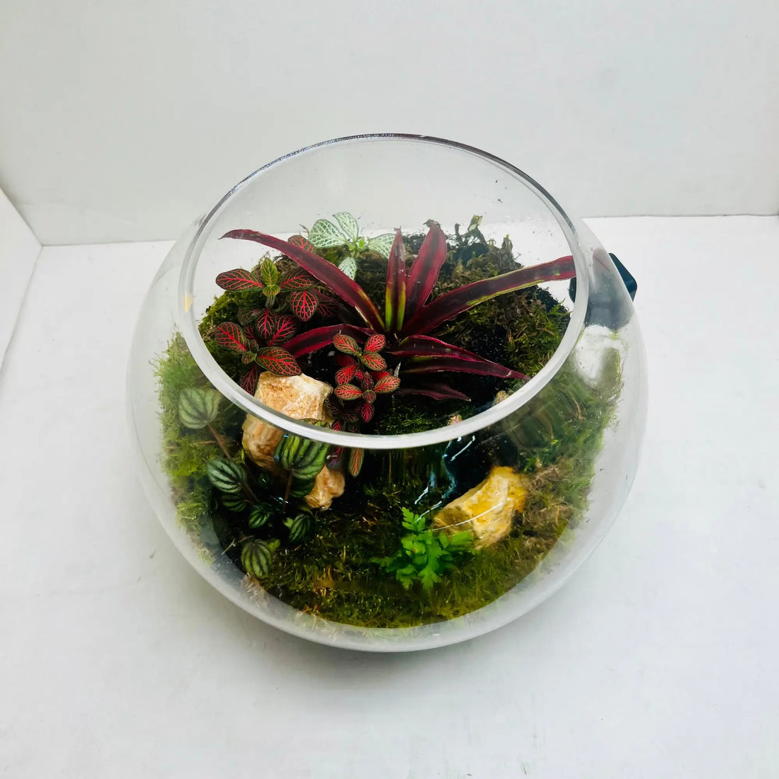 Living Miniature Garden Terrarium Closed Terrarium Perfect Living ECO System Gift