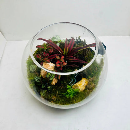 Living Miniature Garden Terrarium Closed Terrarium Perfect Living ECO System Gift