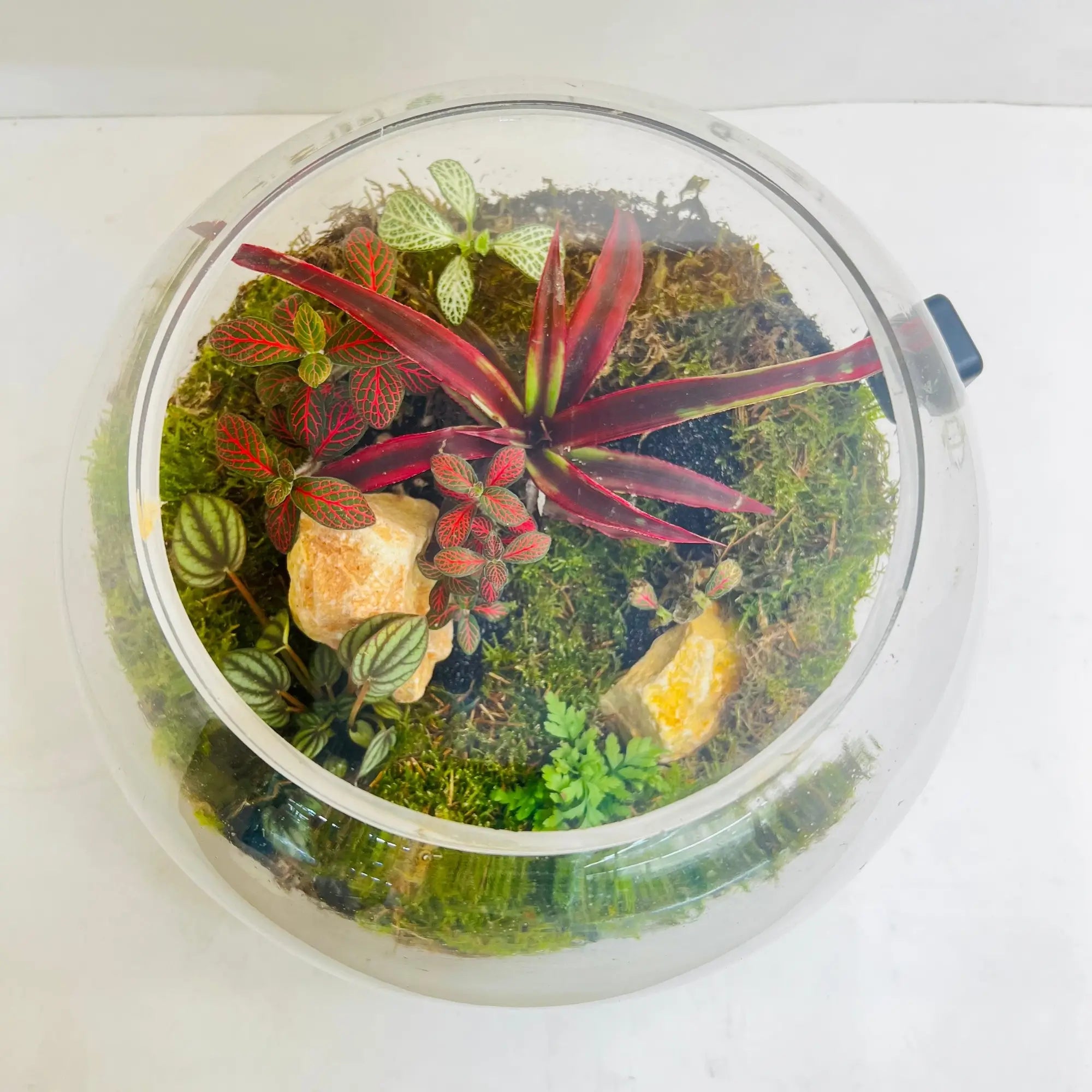 Living Miniature Garden Terrarium Closed Terrarium Perfect Living ECO System Gift