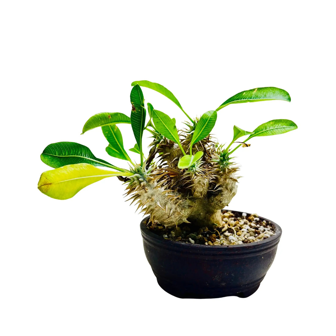 Madagascar Palm Pachypodium Lamerei Rare Exotic Indoor Plant