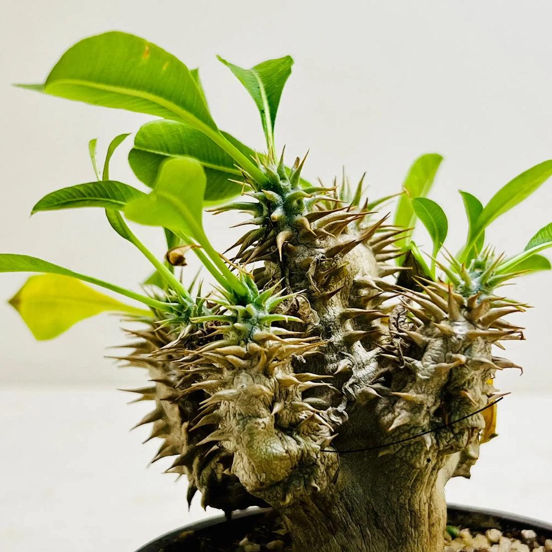 Madagascar Palm Pachypodium Lamerei Rare Exotic Indoor Plant