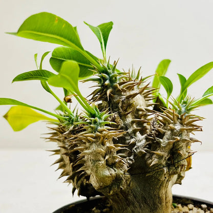 Madagascar Palm Pachypodium Lamerei Rare Exotic Indoor Plant