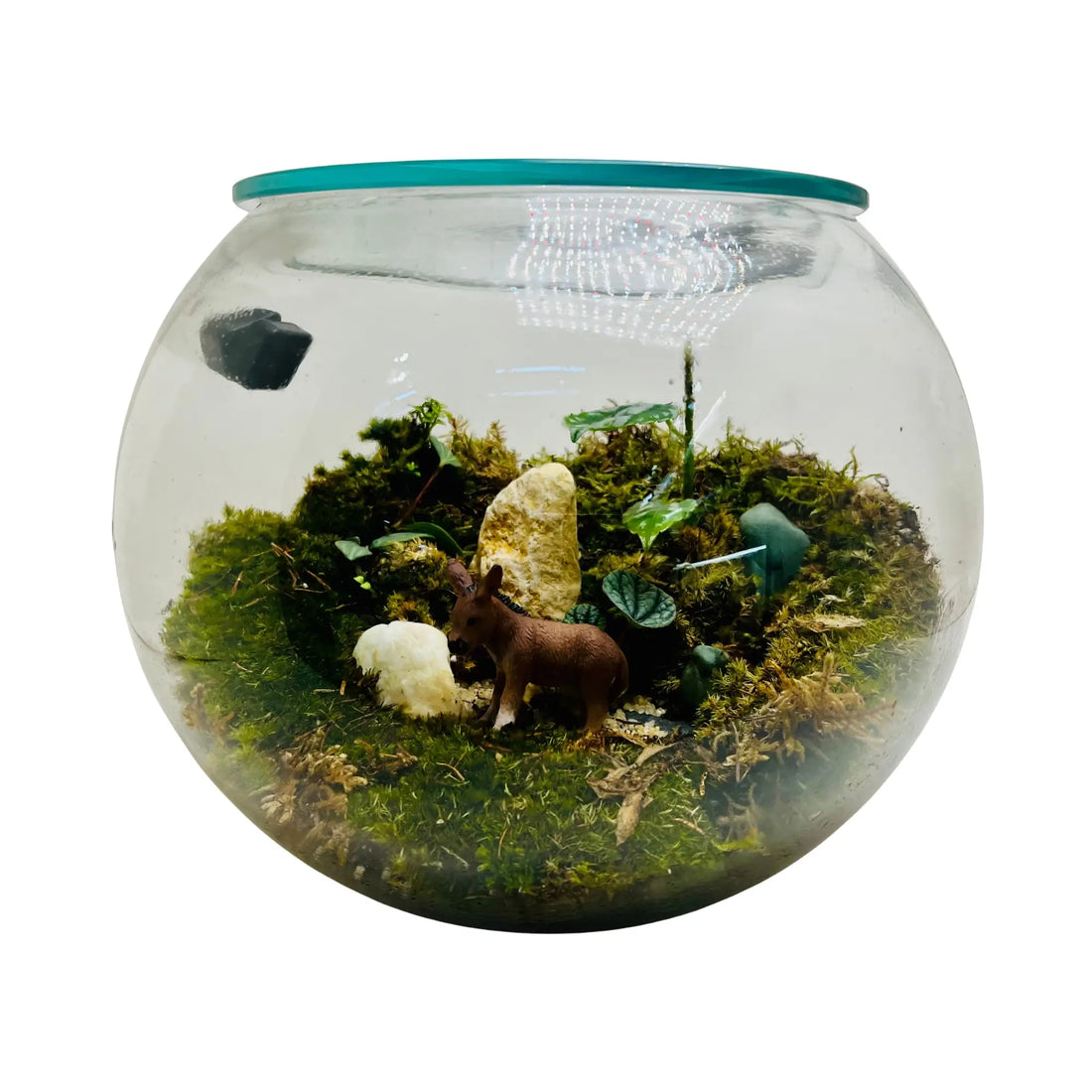 Mini Earthscape Terrarium Closed Terrarium Perfect Living ECO System Gift
