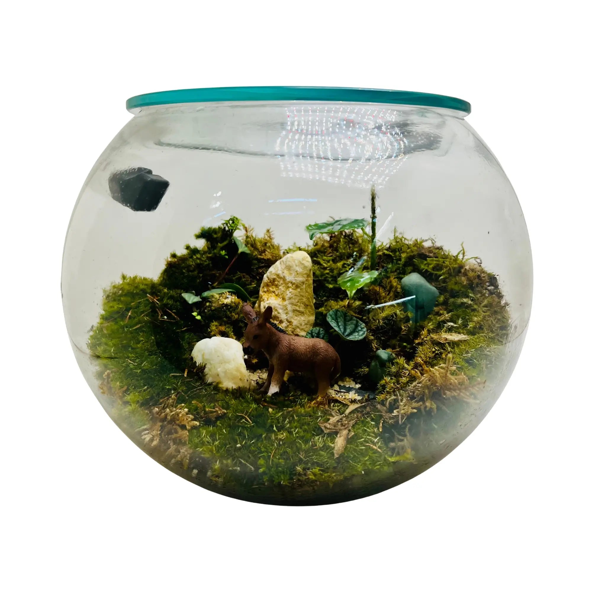 Mini Earthscape Terrarium Closed Terrarium Perfect Living ECO System Gift