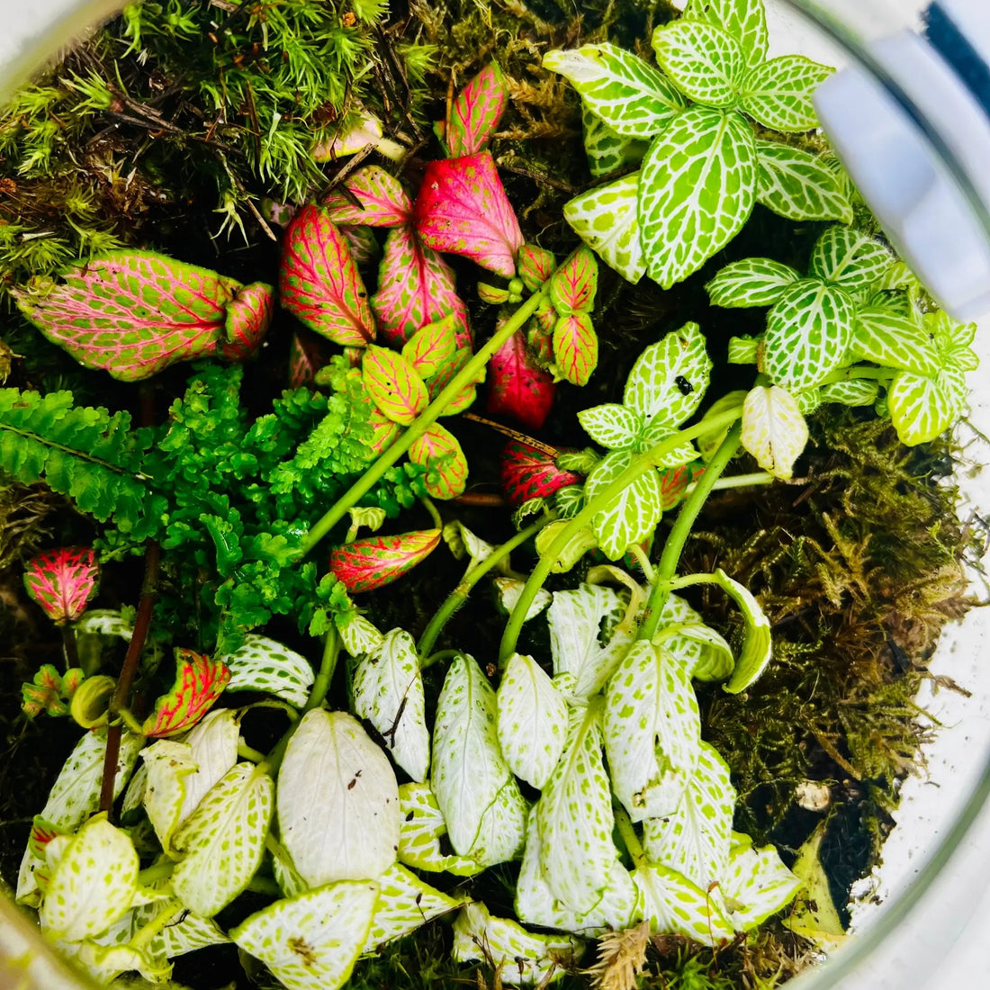 Mini Jar Terrarium Shop in UAE