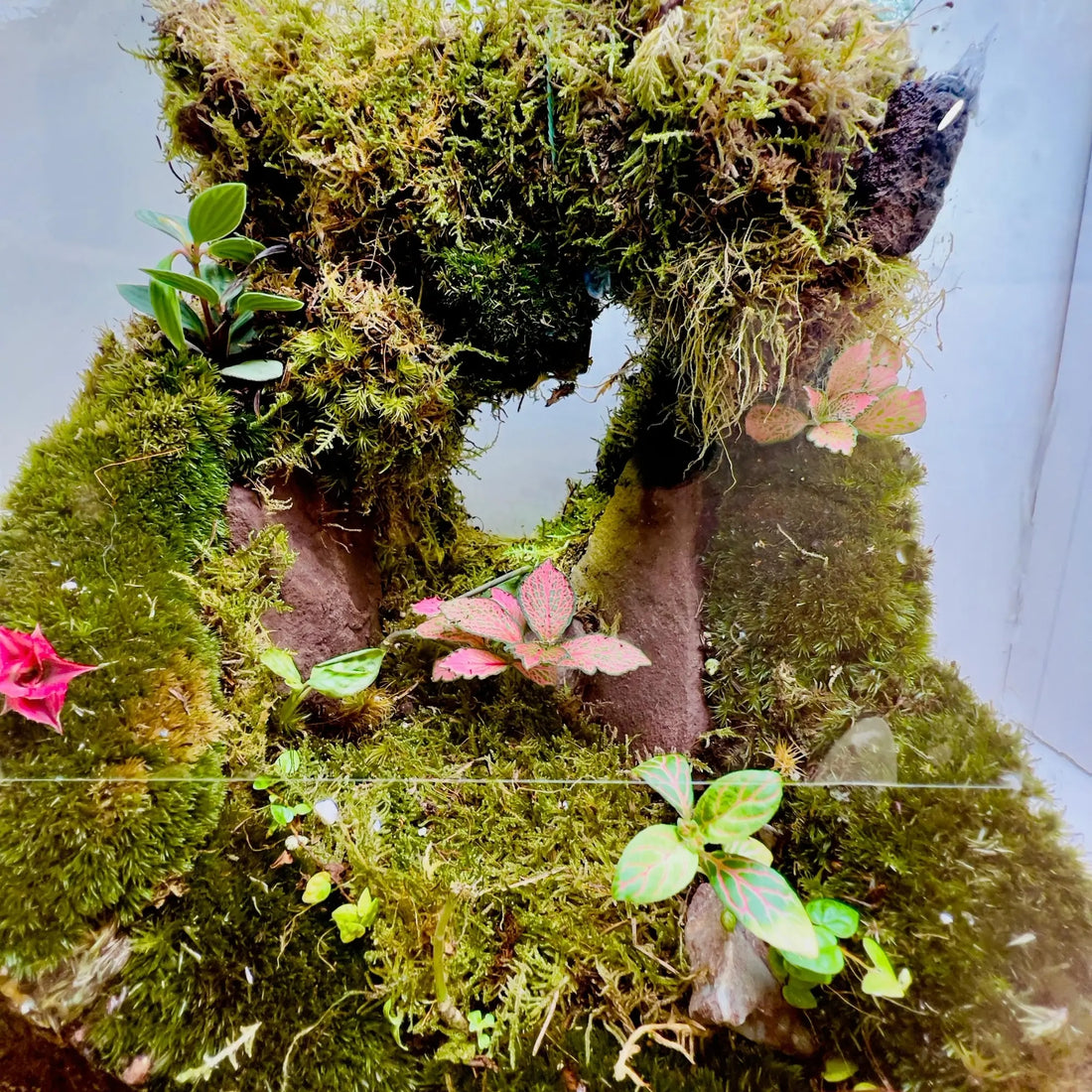 Moss Cave Terrarium Shop in Dubai