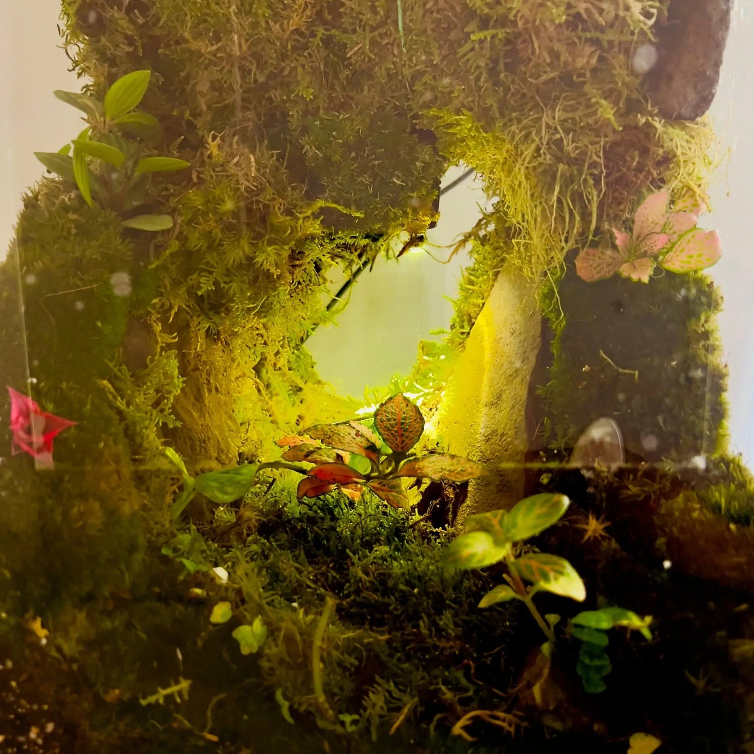 Moss Cave Terrarium for Gifts in UAE