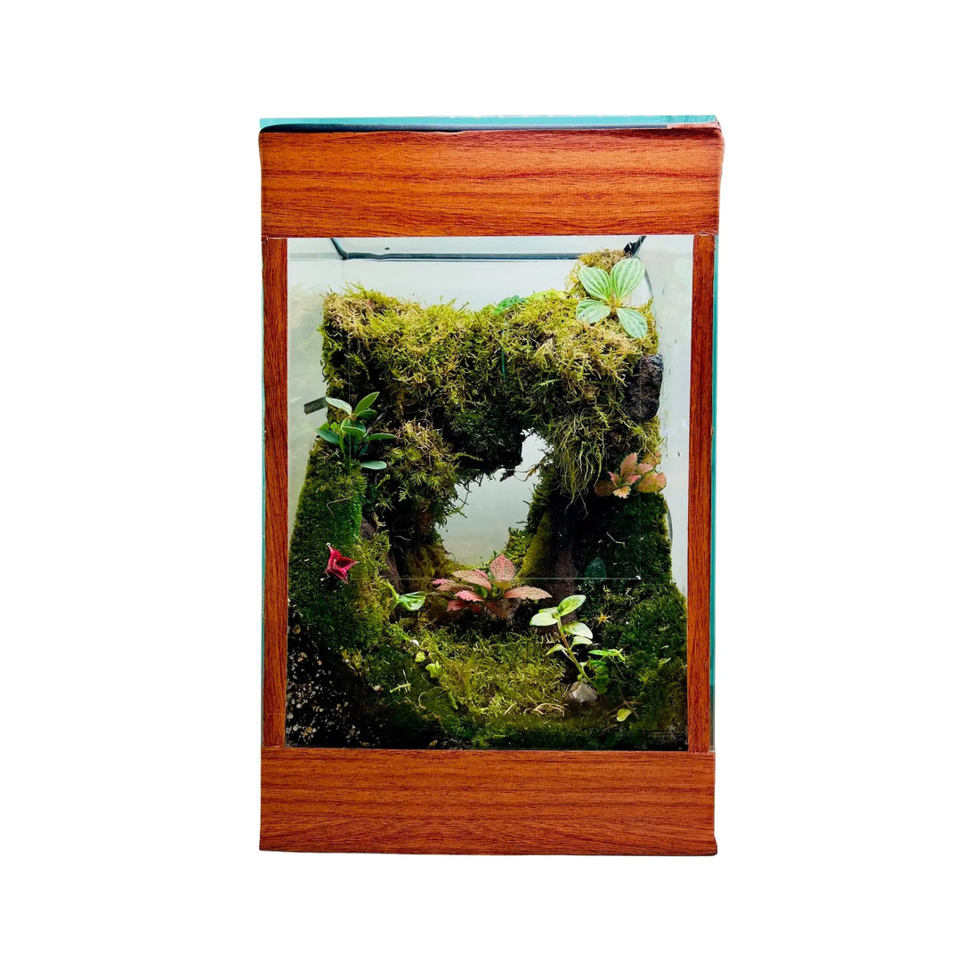 Moss Cave Terrarium in UAE