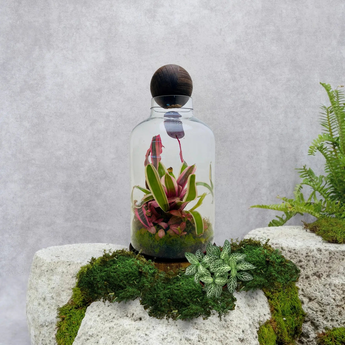 Neoregelia Bromeliads Shop Online