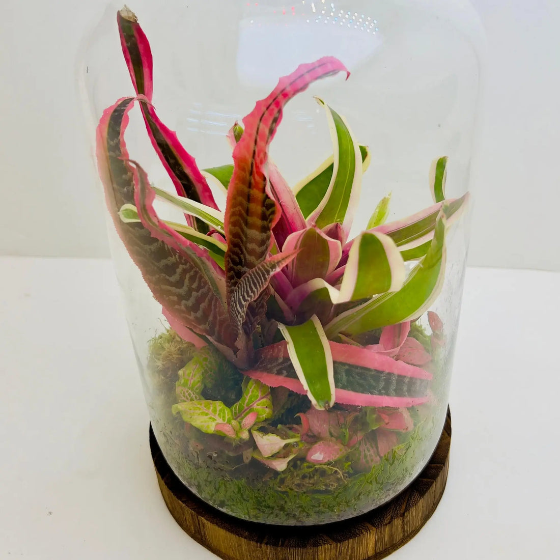 Neoregelia Bromeliads Terrarium Gifts Shop in Dubai