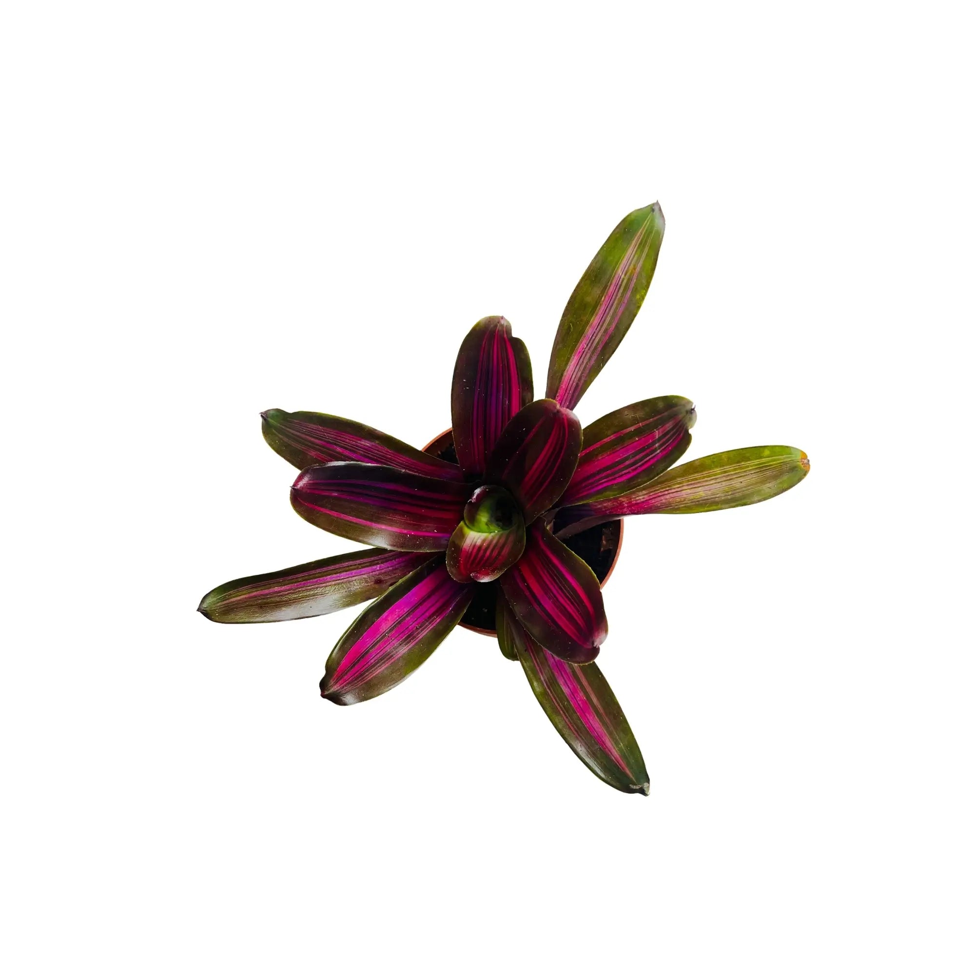 Neoregelia Fireball Bromeliad Rare Exotic Mini Indoor Plant